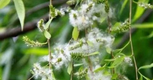 poplar catkin